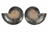Cut & Polished Ammonite Fossil - Unusual Black Color #244958-1